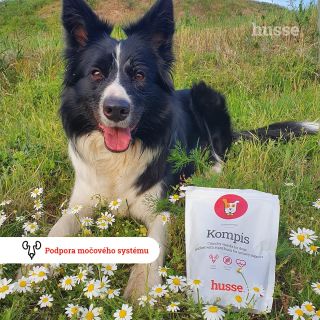 Už váš mazlíček vyzkoušel funkční pamlsky Kompis? 🐾 Jsou bez obilovin a podporují zdraví močových cest, a to hlavně u...