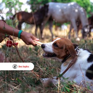 🦷 Dentální pamlsky patří do výbavy každého pejskaře. Pomáhají mechanicky čistit zuby a odstraňovat zubní kámen. Pamlsky...